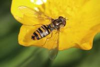 Episyrphus balteatus