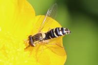 Sphaerophoria scripta