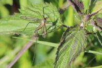 Tipula vernalis