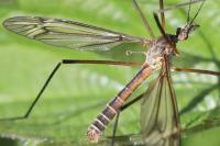 Tipula vernalis
