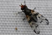 Otites porcus