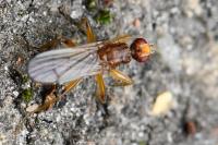 Norellisoma spinimanum