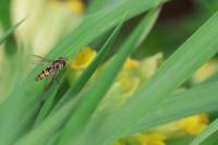 Episyrphus balteatus