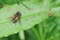 Helophilus pendulus
