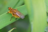 Scathophaga stercoraria