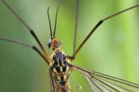 Nephrotoma appendiculata