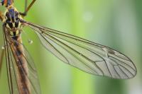 Nephrotoma appendiculata