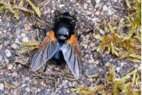 Mesembrina meridiana