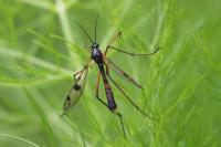 Ptychoptera contaminata