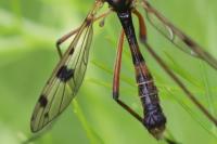 Ptychoptera contaminata