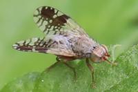 Tephritis neesii