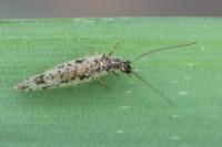 Micromus variegatus