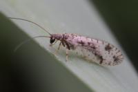 Micromus variegatus
