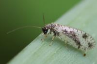 Micromus variegatus