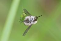 Bombylius