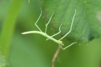 Clonopsis gallica