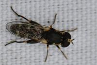 Syritta pipiens