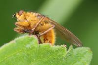 Scathophaga stercoraria