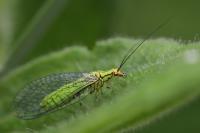 Hypochrysa elegans