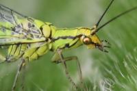 Hypochrysa elegans