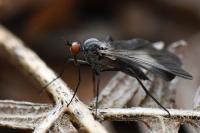 Rhamphomyia marginata