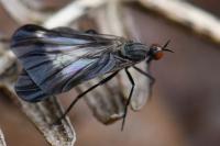 Rhamphomyia marginata