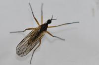 Empis trigramma