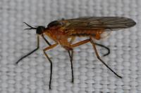Empis trigramma