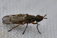 Dorycera graminum
