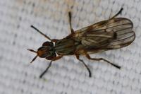 Dorycera graminum