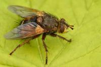 Tachina fera