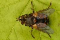 Tachina fera