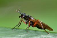 Sepedon sphegea