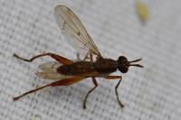 Sepedon spinipes