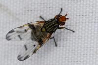 Otites porcus