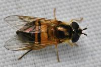 Epistrophe eligans