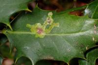 Phytomyza ilicis