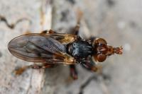 Myopa testacea