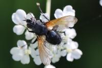 Zophomyia temula