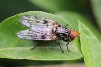 Otites porcus