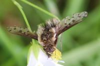 Bombylius discolor
