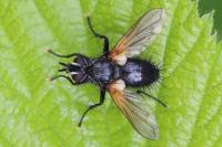 Zophomyia temula