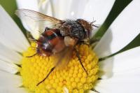 Gonia vacua