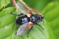 Zophomyia temula