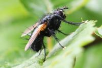 Zophomyia temula