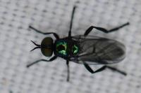 Actina chalybea