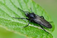 Empis ciliata