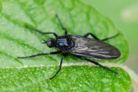 Empis ciliata