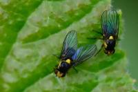 Liriomyza