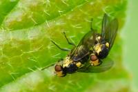 Liriomyza